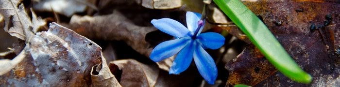 blue-flower